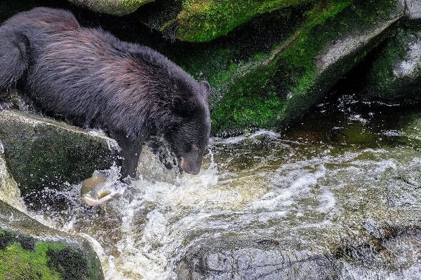 Black Bear-Salmon run-Anan Creek-Wrangell-Alaska-USA